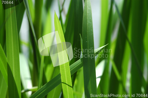Image of Green grass