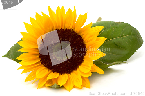 Image of Sunflower