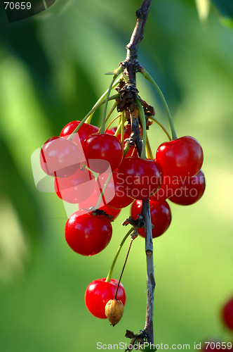 Image of Cherries on a tree