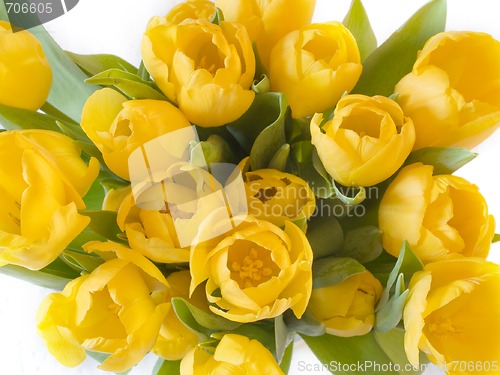 Image of Yellow Tulips