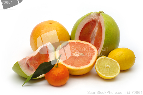 Image of Citrus. Still life