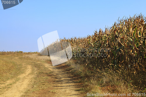 Image of Country dirt road