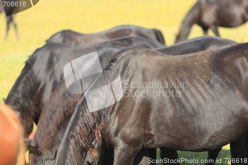 Image of Abstract herd of horses