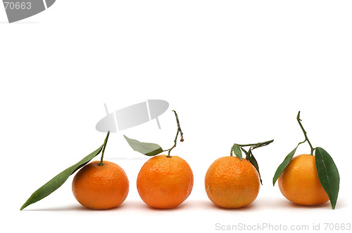 Image of Tangerines