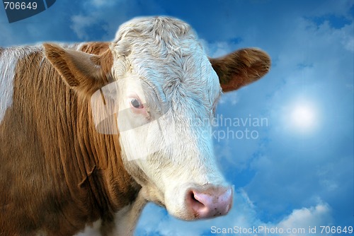 Image of Mystical Cow In Clouds