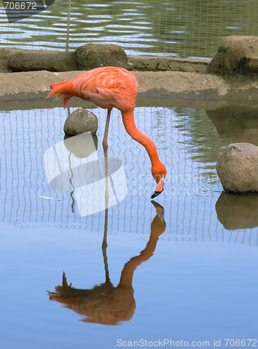 Image of Red flamingo