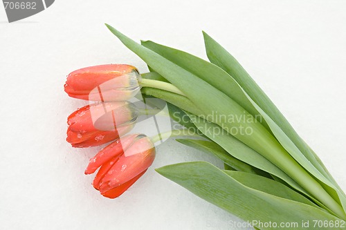 Image of Tulips on snow