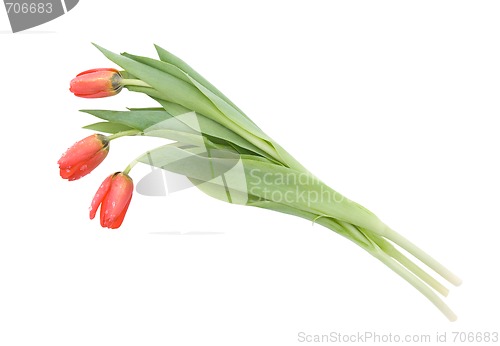 Image of Three tulips