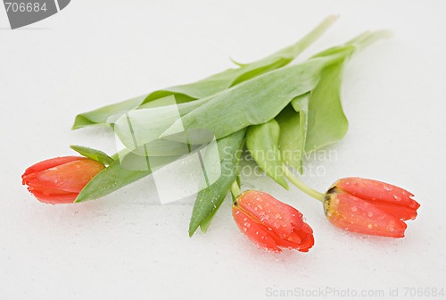 Image of Tulips on snow