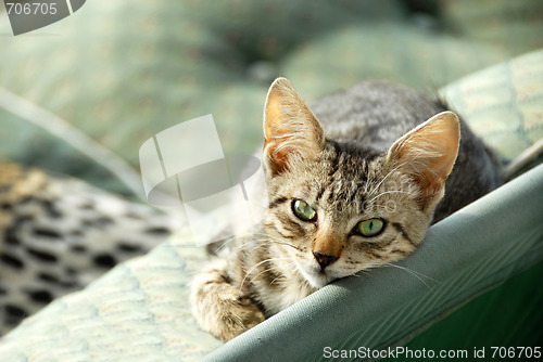 Image of Lying gray cat