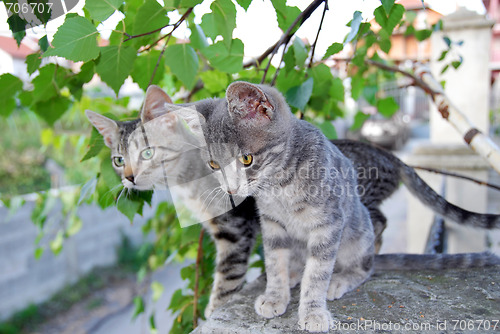 Image of Two gray cats over green leaves