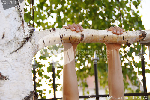 Image of Hanging on branch