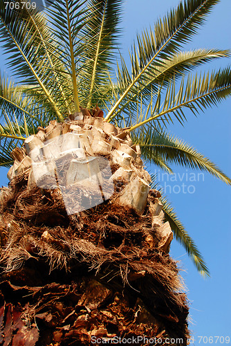Image of Palm crown