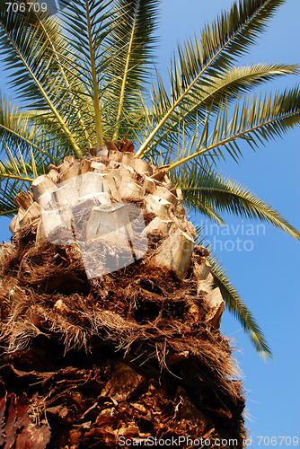 Image of Palm crown
