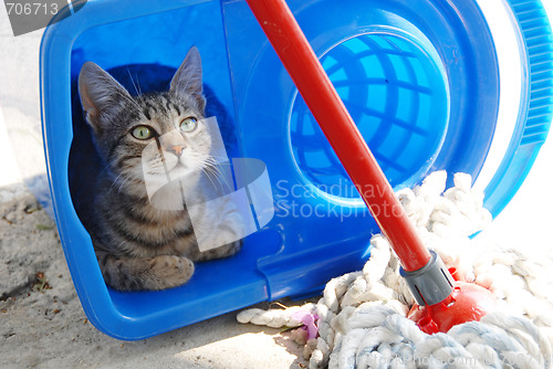 Image of Gray cat resting in blue bucket