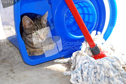 Image of Gray cat resting in blue bucket