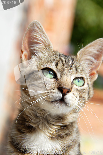 Image of Young mixed-bread cat portrait