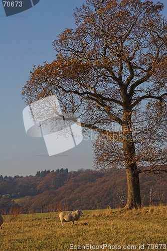 Image of Lone sheep beneath autumn tree