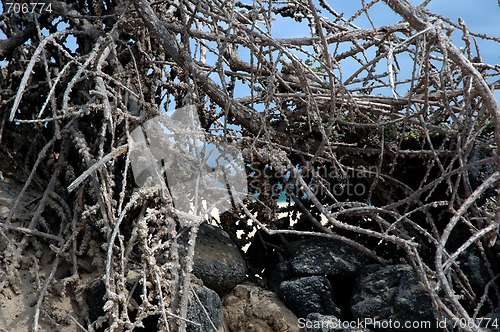 Image of STONES AND BRANCHES