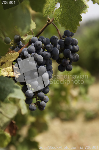 Image of Wine grapes