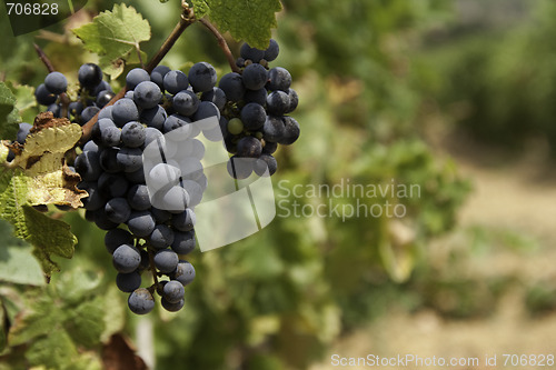 Image of Wine grapes