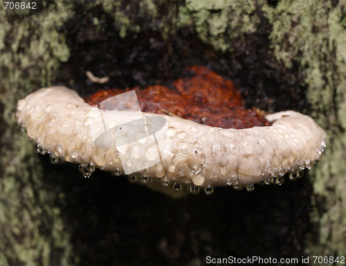 Image of fungus