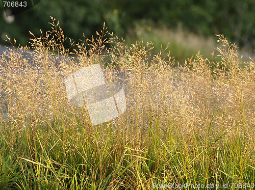 Image of hay