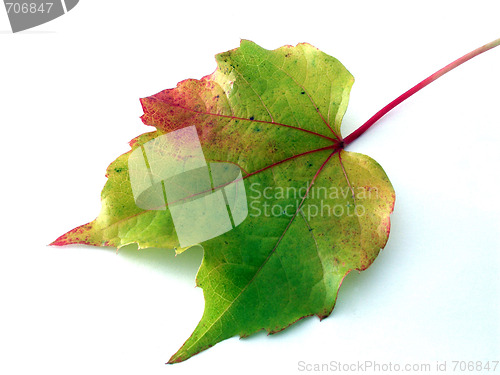 Image of leaf
