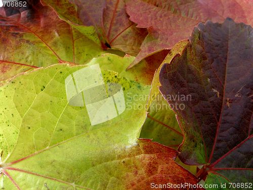 Image of foliage