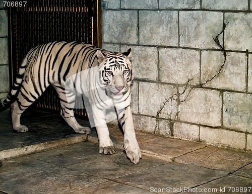 Image of White Tiger