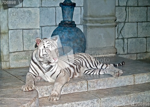 Image of White Tiger