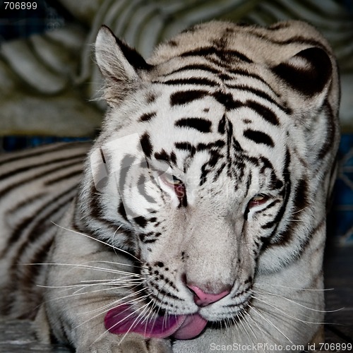 Image of White Tiger