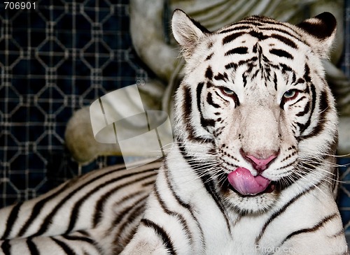 Image of White Tiger