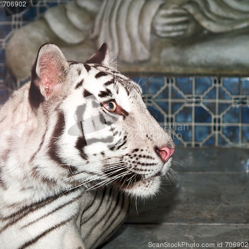 Image of White Tiger