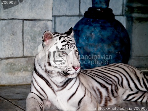 Image of White Tiger