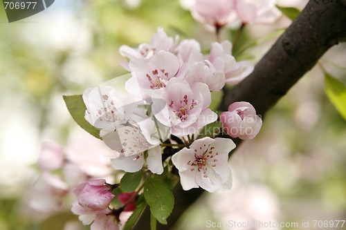 Image of Gentle apple blossoms close-up