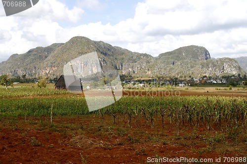 Image of Barn for drying tobacco in Cuban countryside, in a little town o