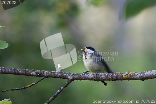 Image of great tit