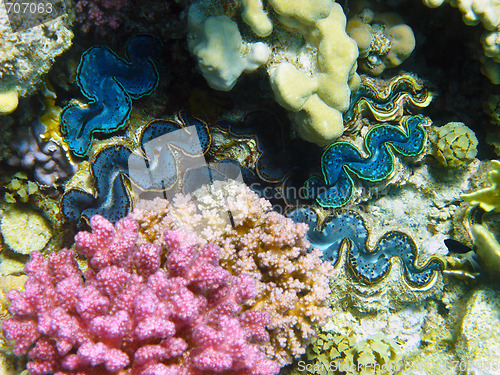 Image of Rugose giant clams
