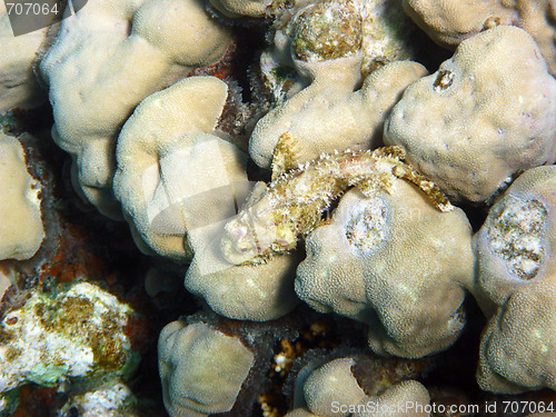 Image of Tassled scorpionfish and coral reef