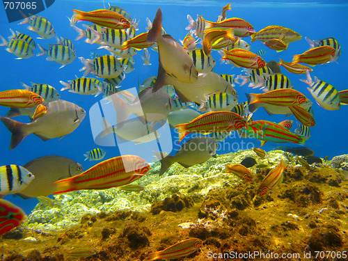 Image of Tropical fishes and coral reef