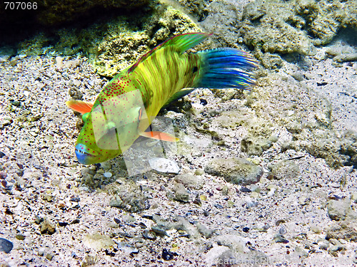 Image of Broomtail wrasse female