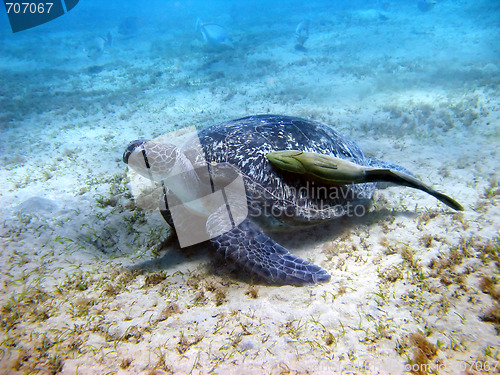 Image of Sea turtle and suckerfish