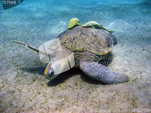 Image of Sea turtle and suckerfishes in Red sea