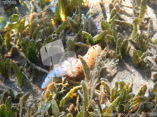 Image of Ceylon gymnodorid in Red sea