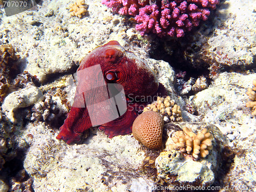 Image of Octopus and coral reef in Red sea