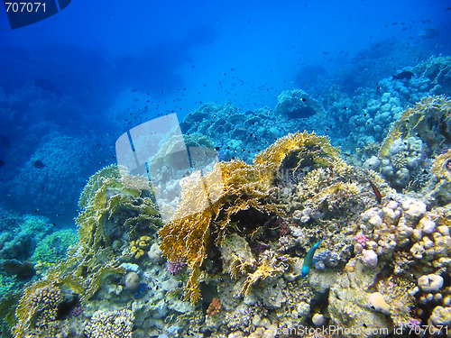 Image of Coral reef in Red sea, Abu Dabab
