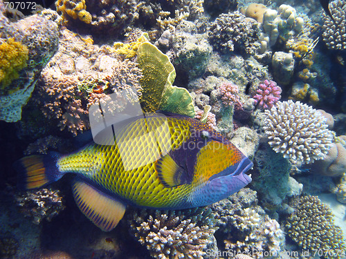 Image of Titan triggerfish and coral