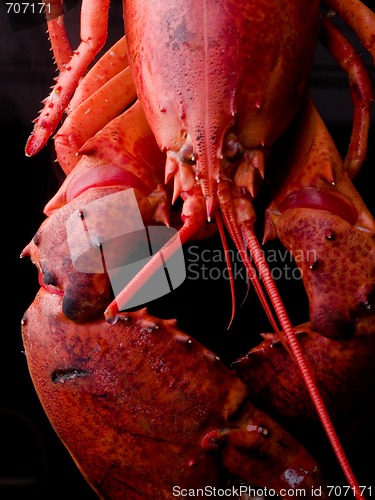 Image of Lobster