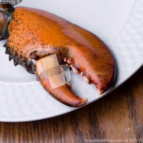 Image of Lobster